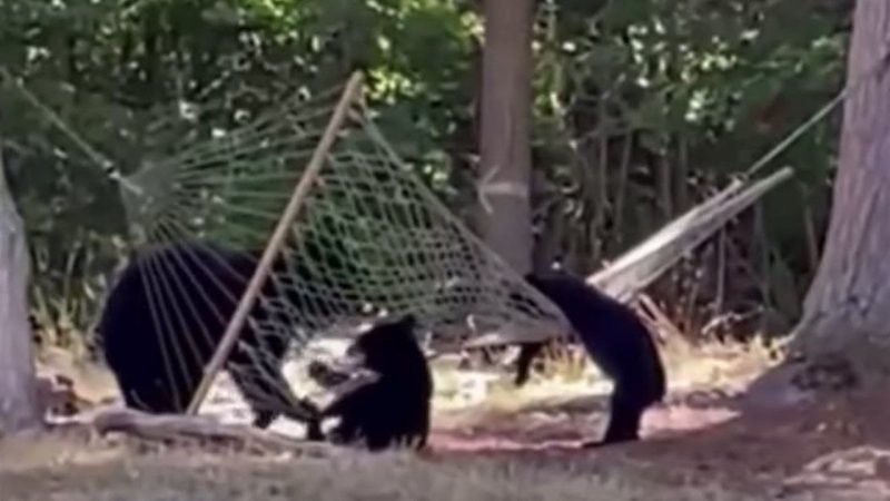 Семья медведей пытается забраться в гамак
