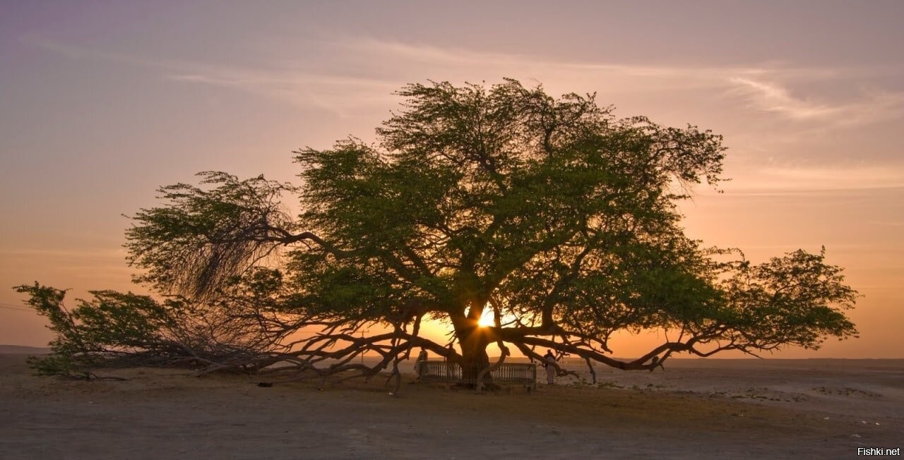дерево жизни в бахрейне