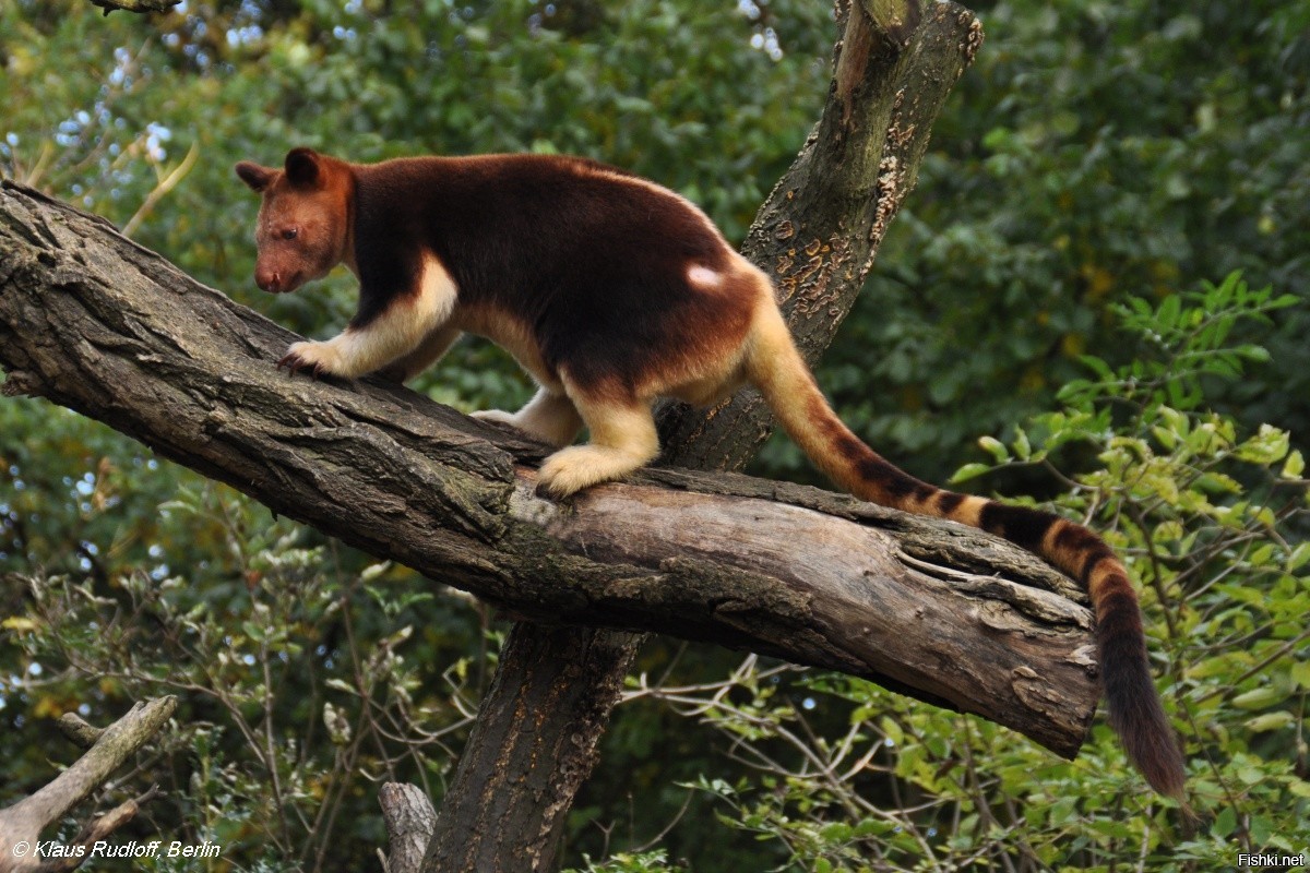 Climb animals. Древесный кенгуру валлаби. Древесный кенгуру Гудфеллоу. Древесный кенгуру в Австралии. Сумчатый древесный кенгуру.