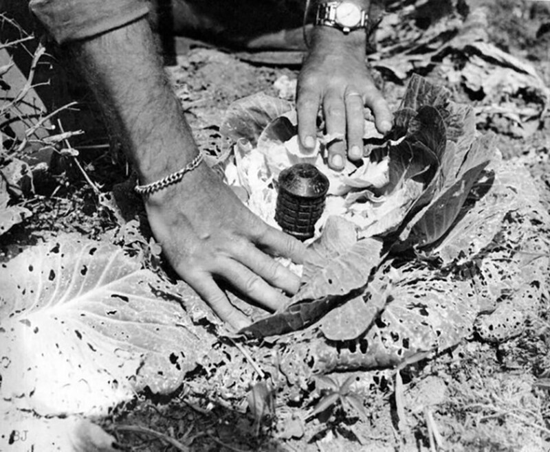 Мина, замаскированная под кочан капусты, Окинава, 1945 год