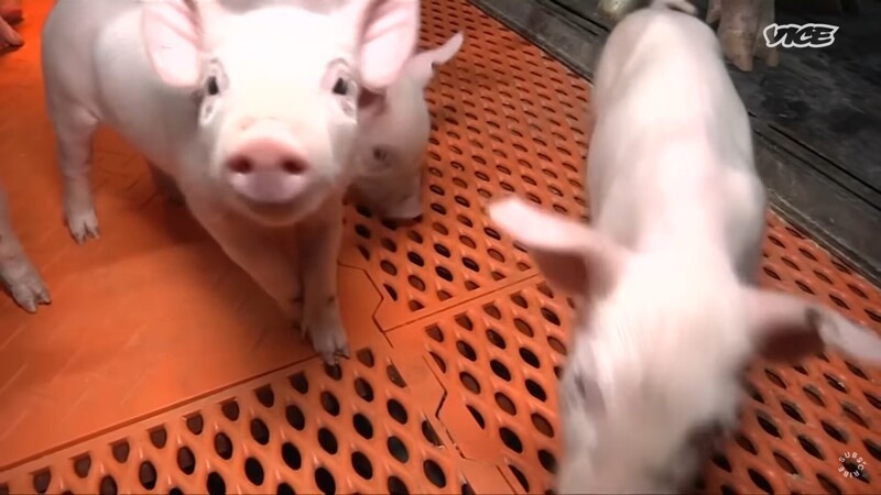 В Китае активно строят "отели" для свиней