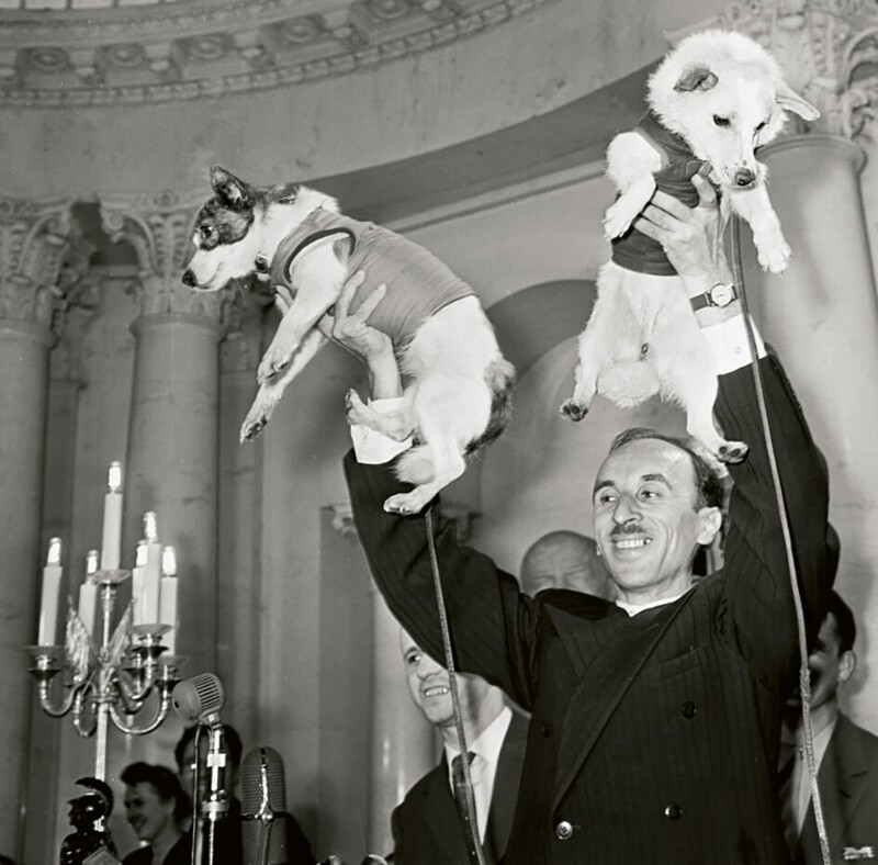 Академик Олег Газенко представляет Белку и Стрелку, первых собак, перенёсших космический полет, 19 августа 1960 год