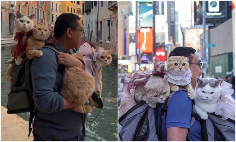 Пара путешествует по разным странам с тремя кошками