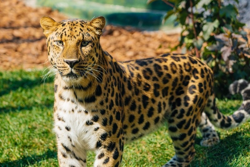 В Московском зоопарке обновили экспозицию "Кошачий ряд"⁠⁠