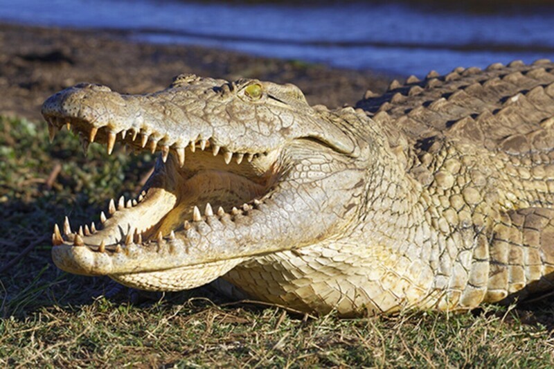 Крокодилы биологически не стареют