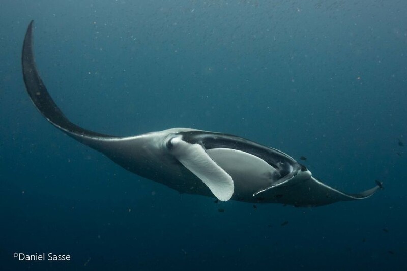 Морские гиганты: фотограф делает завораживающие снимки скатов под водой