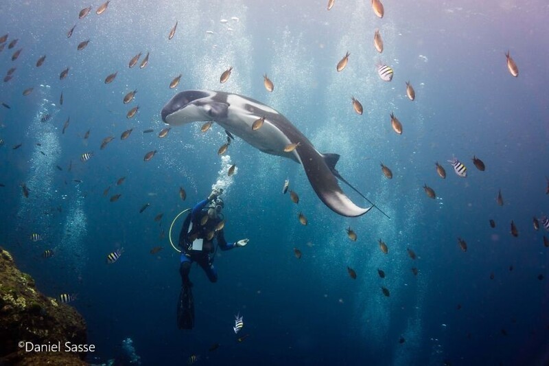 Морские гиганты: фотограф делает завораживающие снимки скатов под водой