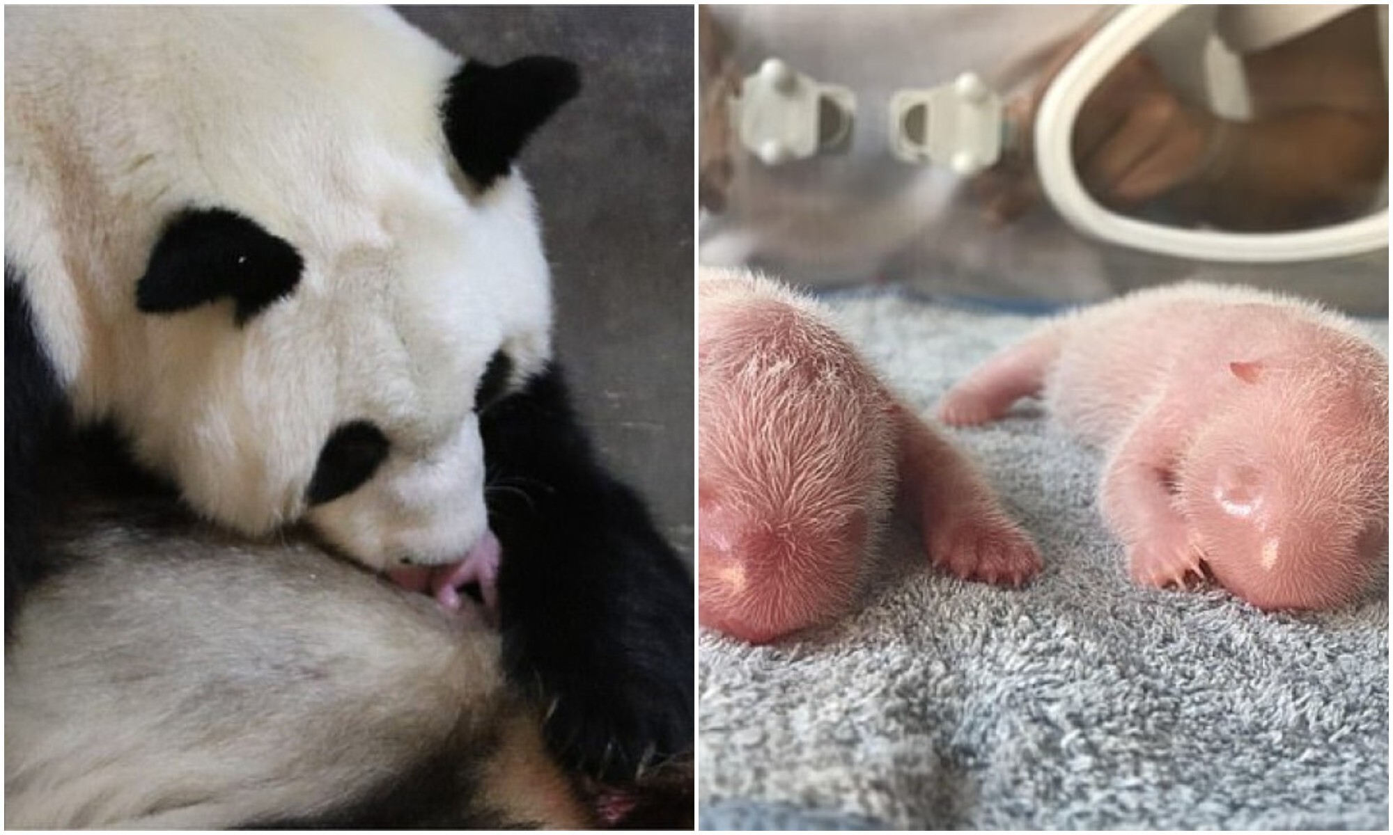 Панда детеныш москва. Новорожденные панды. Рождение панды. Панда родила. Детёныш панды новорожденный.