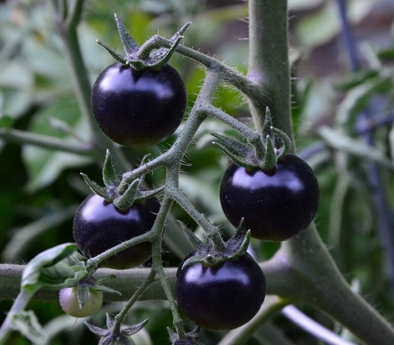 Совершенно чёрные томаты