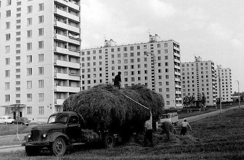 Ceнокос в Москве на улицe Удальцовa. 1967 год.