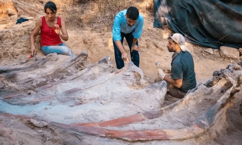 В Португалии нашли самый большой в Европе скелет динозавра