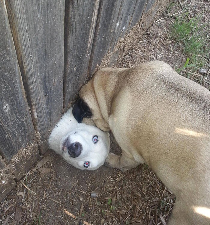 Когда соседский пёс ну очень хочет дружить