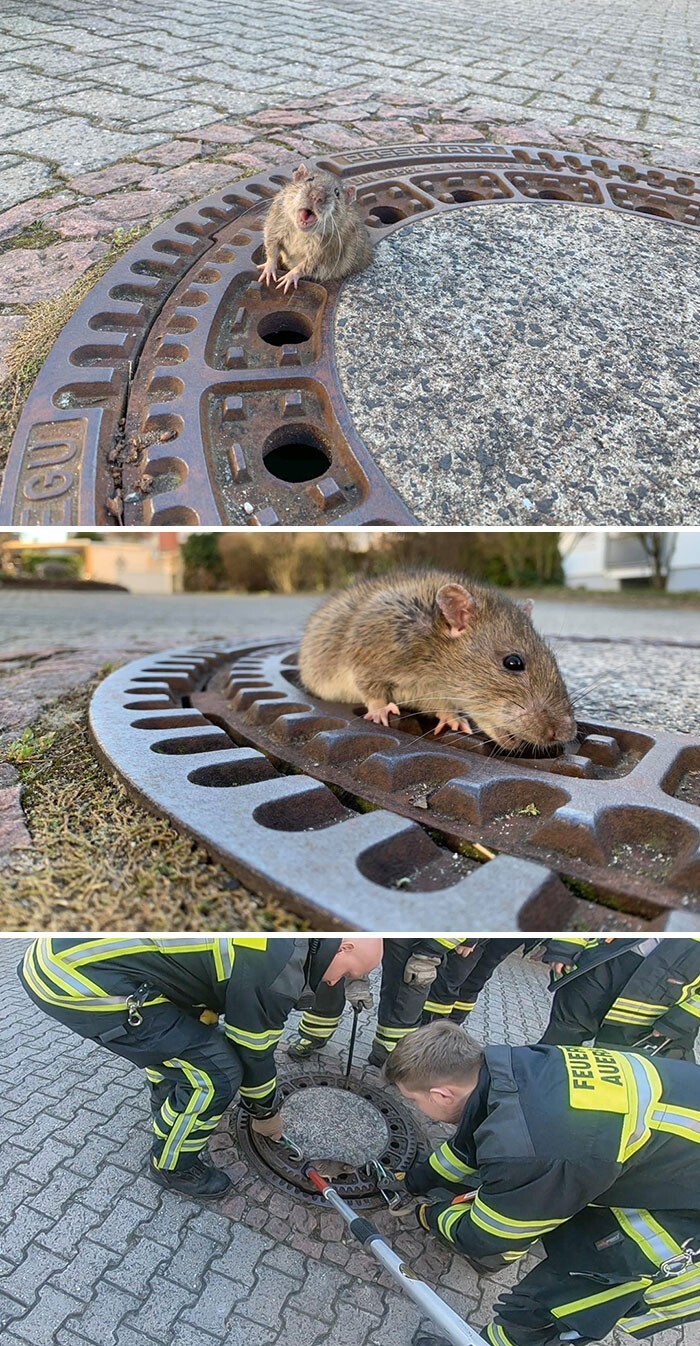 А эту крысу спасала целая бригада пожарных
