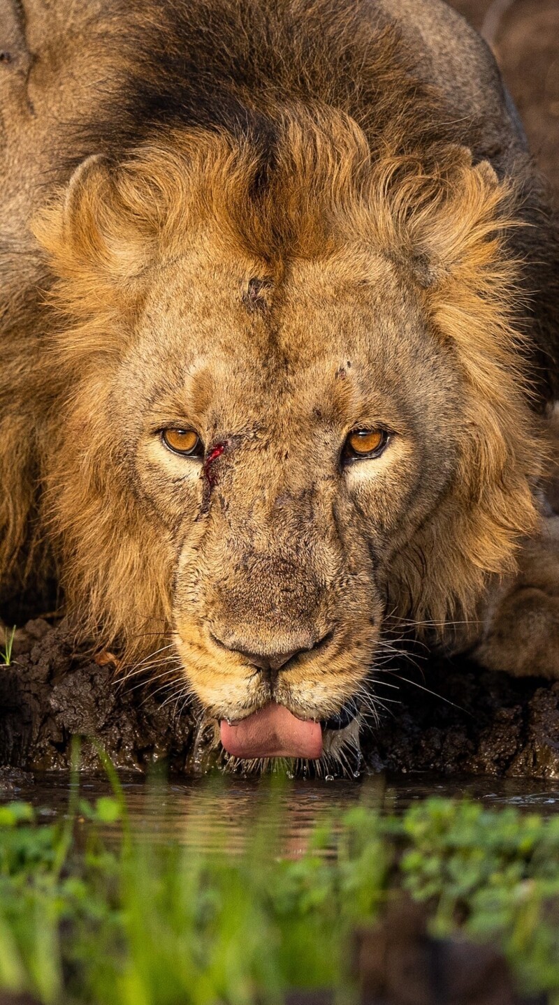 Фотограф прождал 8 часов на жаре, чтобы сделать снимок льва