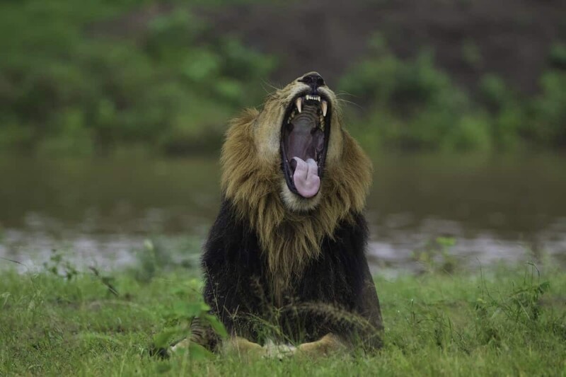 Другие фото львов, которыми поделился фотограф:
