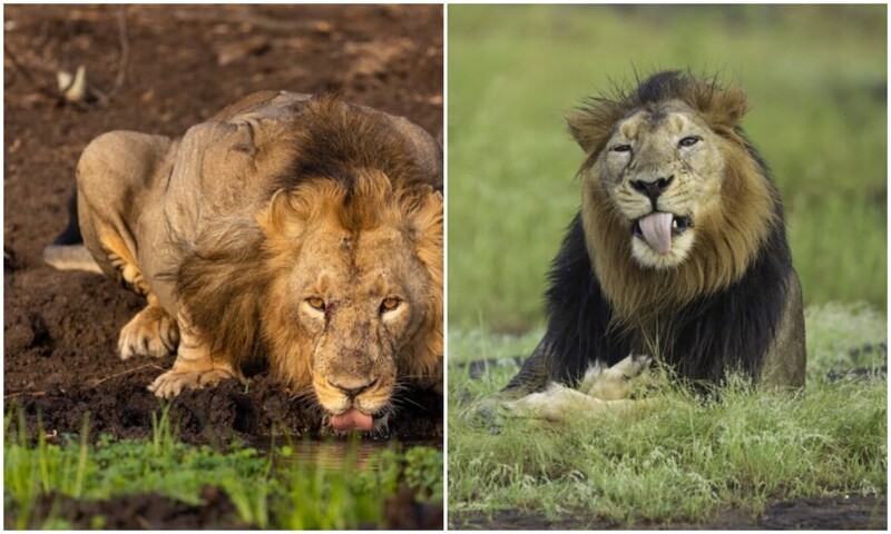 Фотограф прождал 8 часов на жаре, чтобы сделать снимок льва
