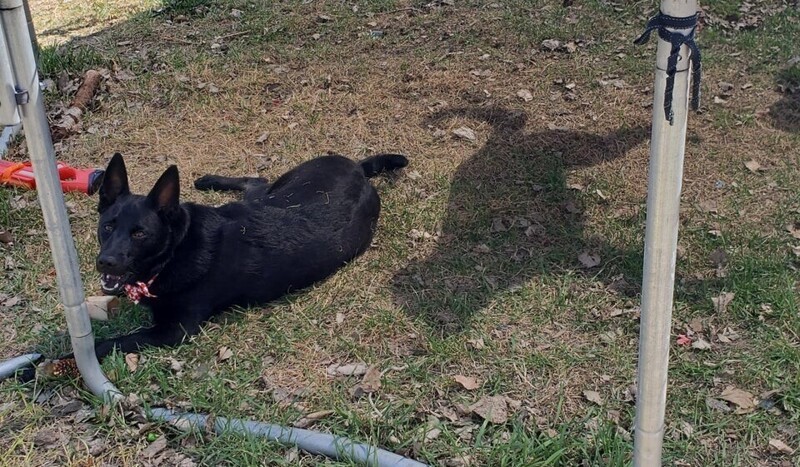 Моё пёс и его тень живут отдельно