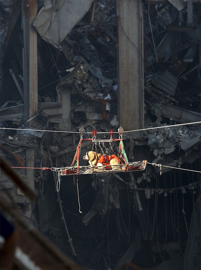 15. Собаку-спасателя вытаскивают из обломков Всемирного торгового центра, разрушенного в результате теракта 11 сентября