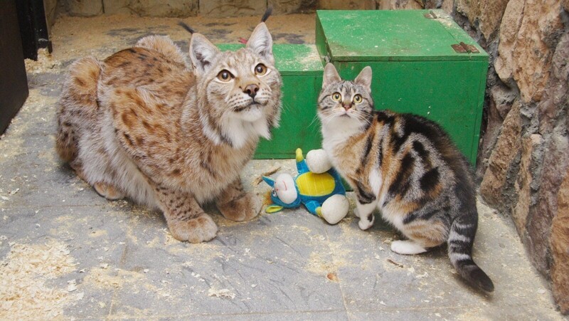 Кошка Дуся и рысь Линда, которые жили в одном вольере воопарка
