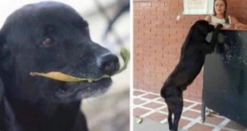 Эта собака каждый день приходит в университет, отдаёт листочек, и получает вкусности