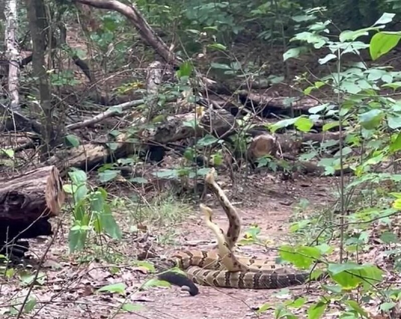 Мужчина заметил странный "танец" змей в лесу