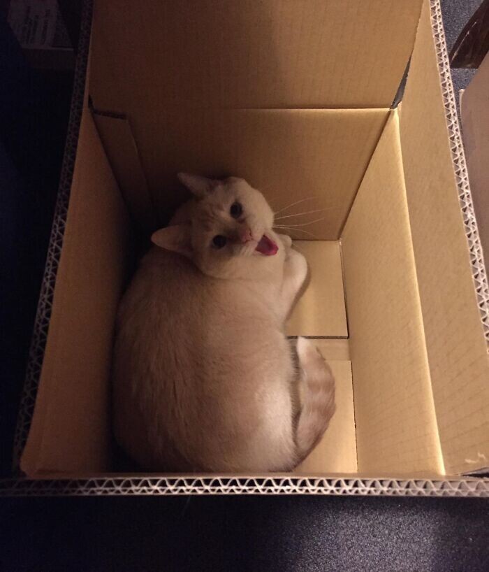 Коты и коробки - вечный дуэт