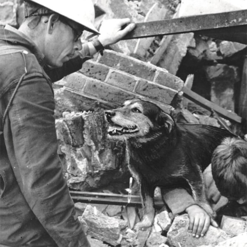 Бездомный пёс по кличке Рип участвовал в спасательных мероприятиях в Великобритании во время Второй мировой войны. Пса особо не обучали спасательным работам, но он вынюхал более 100 жертв, которые оказались в ловушке под завалами зданий