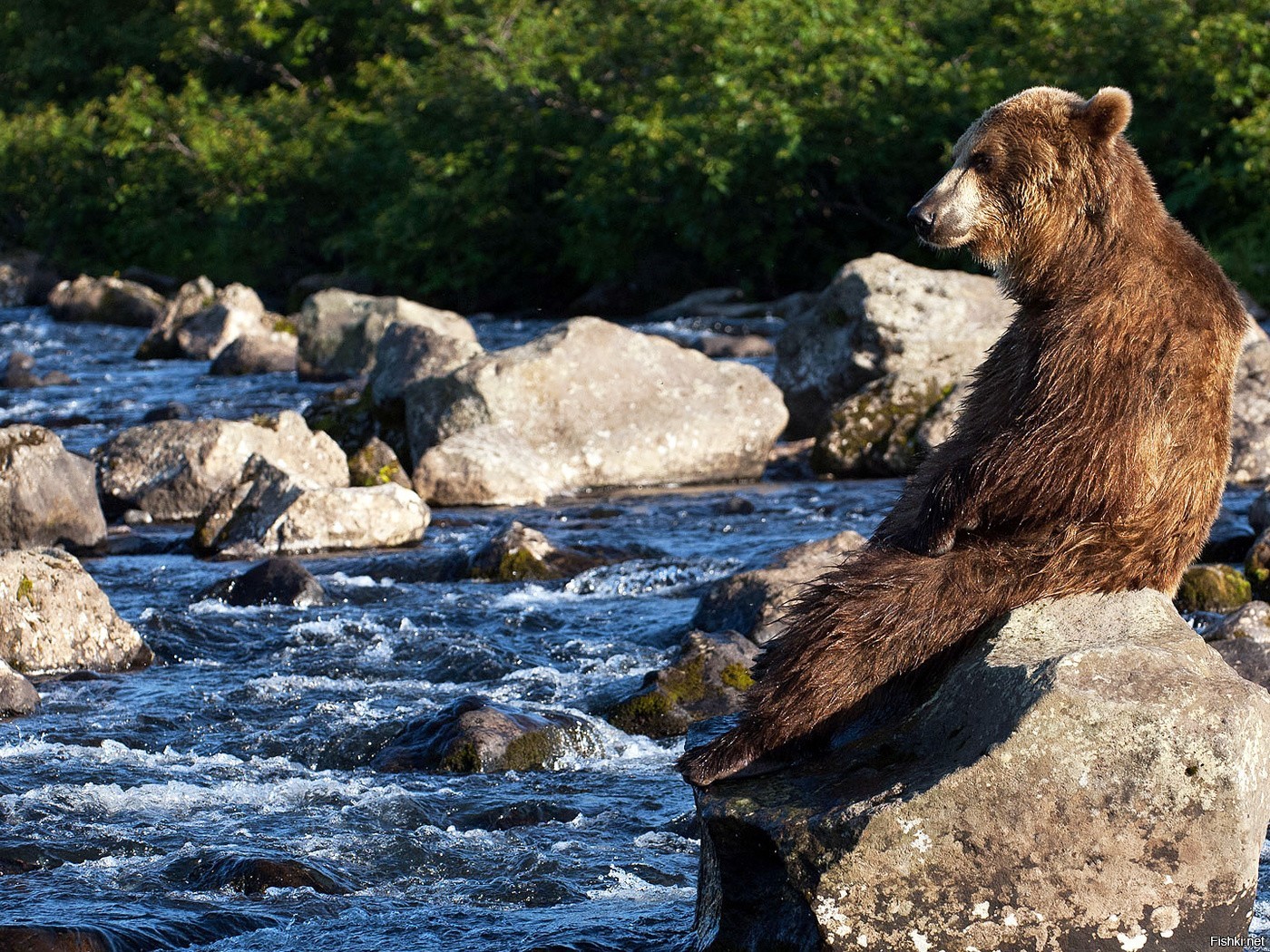 медведь на озере