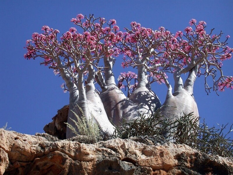 Деревья на острове Сокотра выглядят так, как будто они с другой планеты