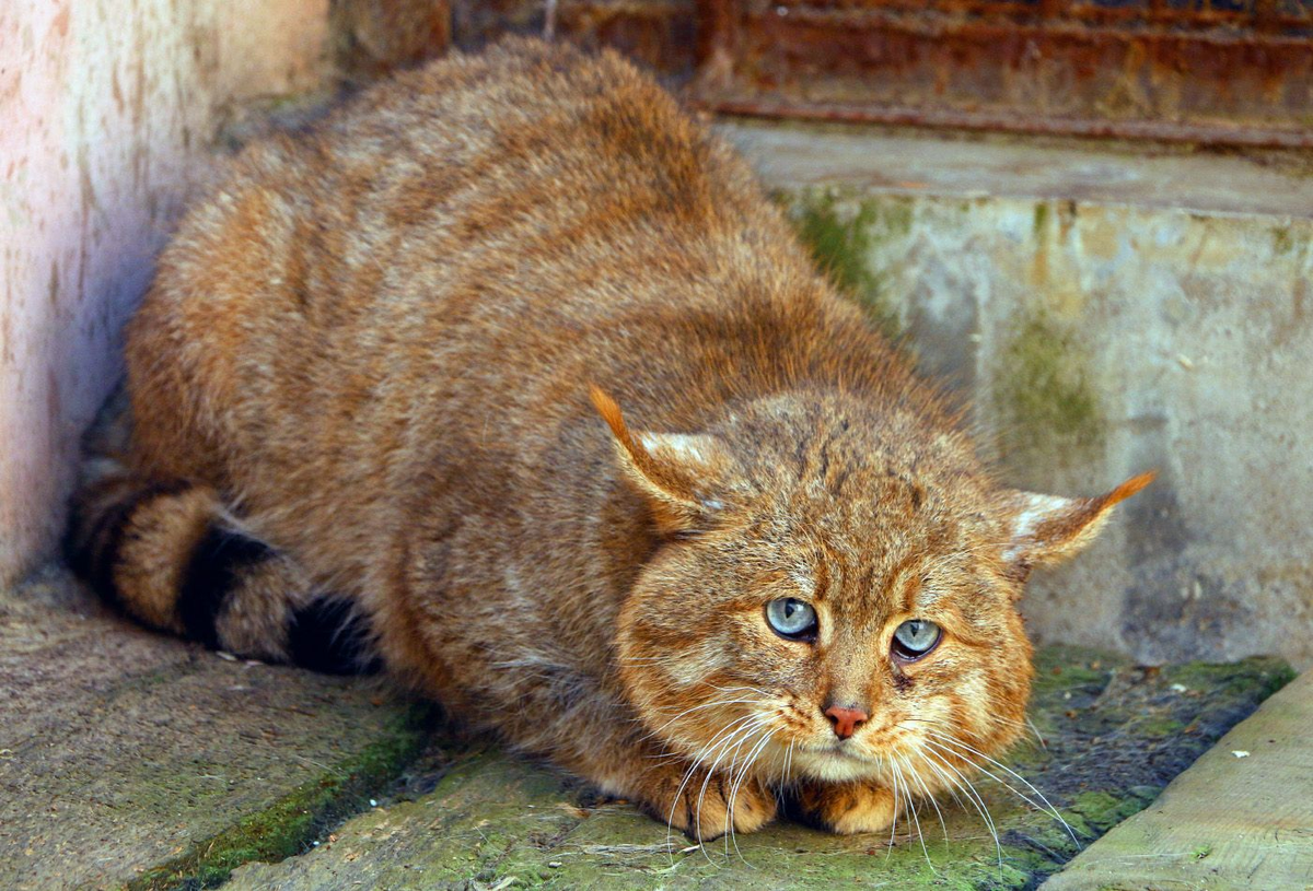 Сколько метров кота. Сибирский камышовый кот. Гобийская серая кошка (Felis bieti). Китайская Гобийская кошка. Китайская кошка (Felis bieti.