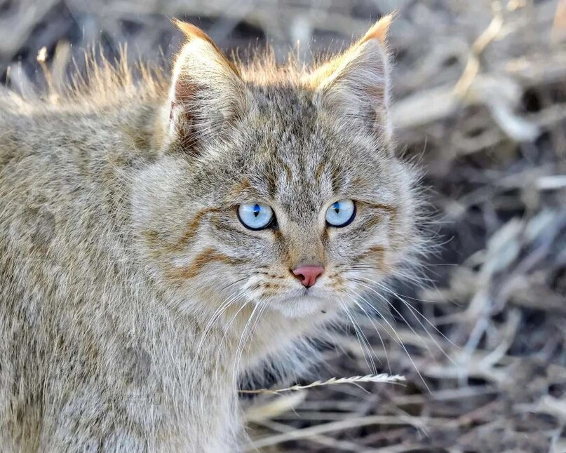 Китайская кошка. Китайская Гобийская кошка. Гобийская серая кошка (Felis bieti). Китайская кошка Гобийская серая кошка. Китайская кошка (Гобийская серая кошка) (Felis bieti):.