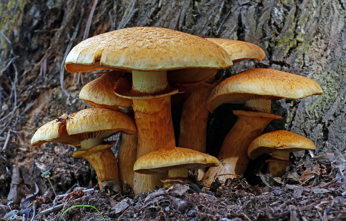 Гигантский гимнопил: что это за гриб, и почему его собирают, если он несъедобный?