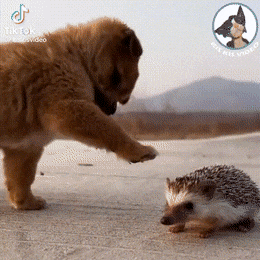 И совсем он не колючий