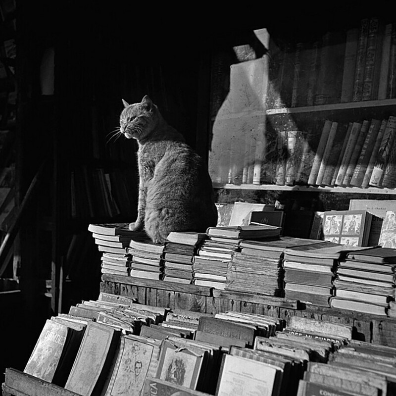  Хранитель книг. Барселона. 1953 год