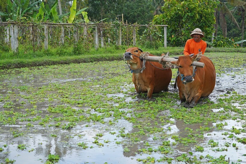Как буйволы стали национальным символом Индонезии