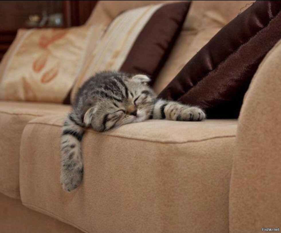 Обивка дивана если дома кошка