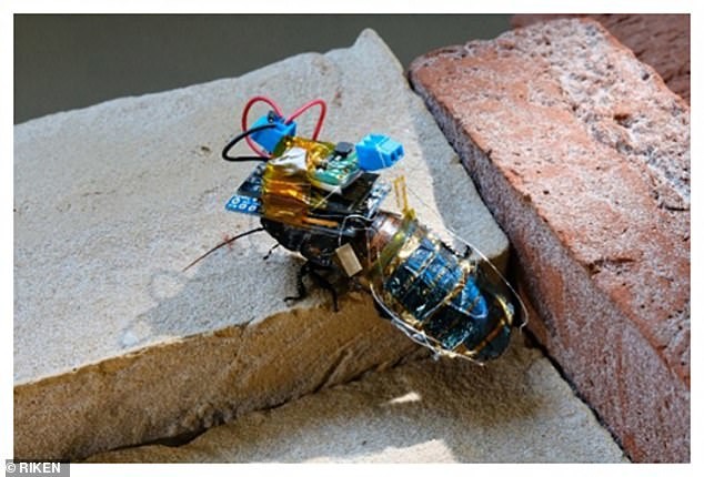 Ученые создали таракана-киборга на солнечных батареях и с дистанционным управлением