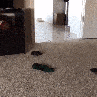 Собиратель носков