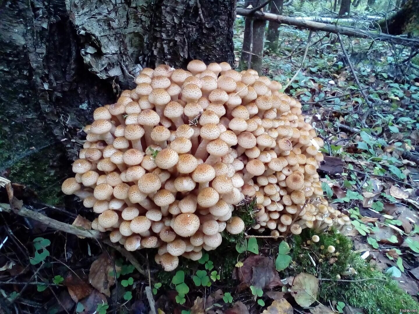 куча грибов фото