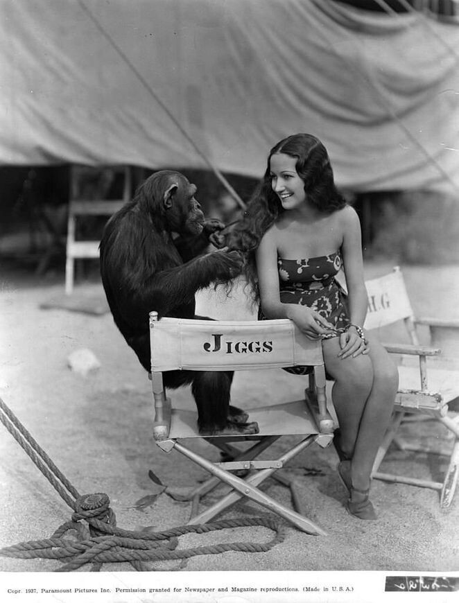 Дороти Ламур с шимпанзе, 1937 год