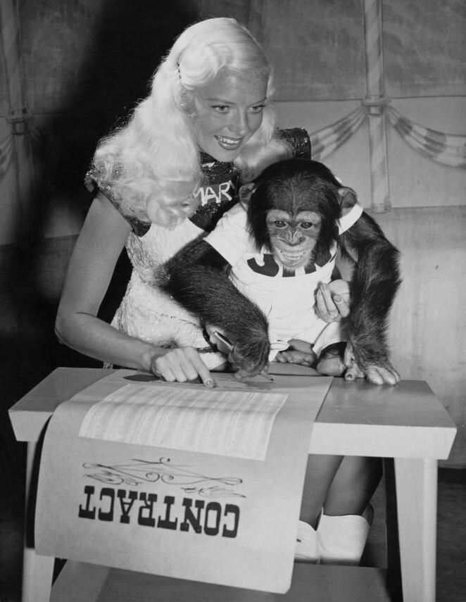 Мэри Хартлайн помогает молодому шимпанзе подписать контракт, 1950 год