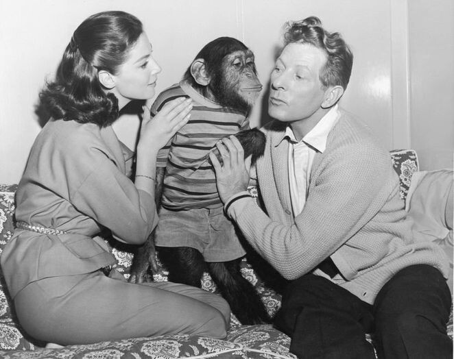 Дэнни Кэй и Пьер Анджели с шимпанзе