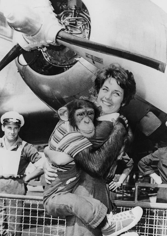 Вера Чехова держит на руках дрессированного шимпанзе Морица, 1960 год