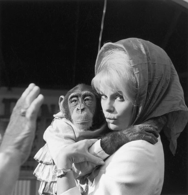 Эльке Соммер недовольно поджимает губы, держа в руках шимпанзе в платье