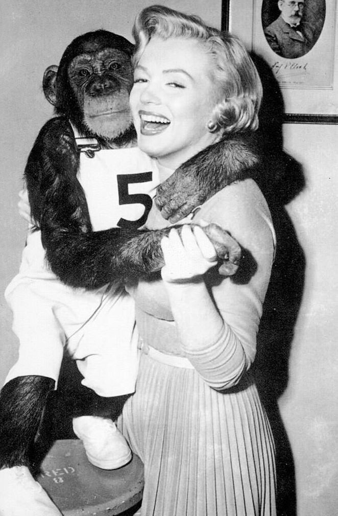 Мэрилин Монро и ее партнер-шимпанзе на съемках «Обезьяньих проделок», 1952 год