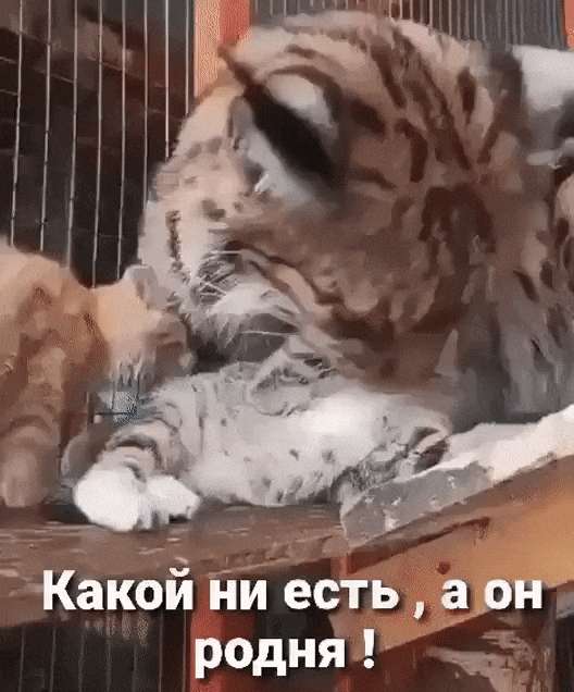 Мать есть мать