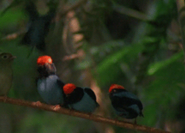Ласточкохвостый красноногий манакин: Всю жизнь самцы учатся лучше танцевать. Для этого они даже собирают «театральные труппы»!