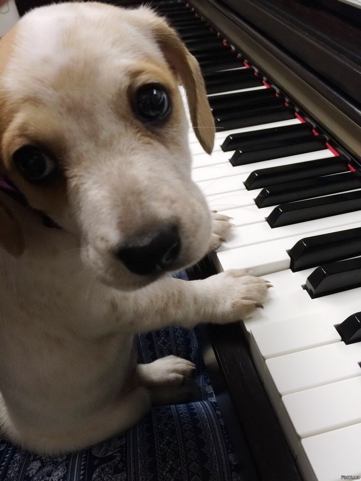 Песня dog. Собачий вальс Шопен. Собака с пианино. Собака поет. Собака на фортепиано.