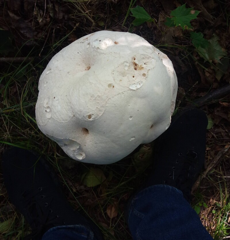 Нашел грибы больше головы