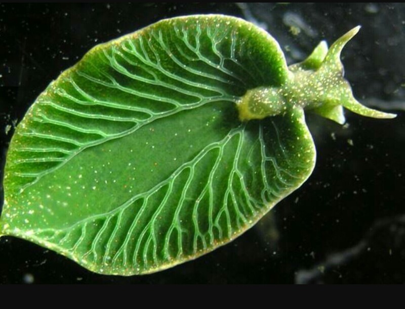 Листовой зеленый морской слизень по имени Elysia chlorotica - одно из немногих животных, которое питается солнечной энергией